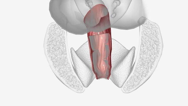 The serosa is the outer layer of the colon .