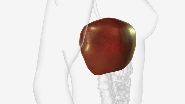 The liver is a large organ in the abdomen that performs many important bodily functions, including blood filtering.