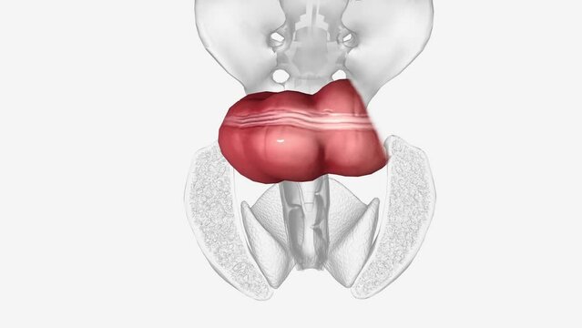he sigmoid colon is the last part of the colon and connects to the rectum .