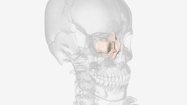 The ethmoid bone is a small unpaired bone, located in the midline of the anterior cranium .