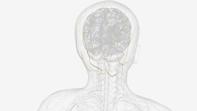 The occipital nerves are a group of nerves that arise from the C2 and C3 spinal nerves .