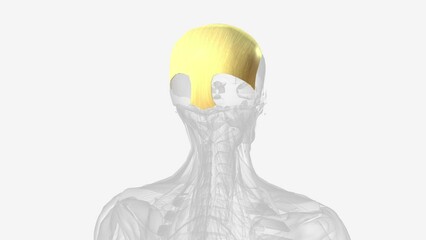 The epicranial aponeurosis (aponeurosis epicranialis, galea aponeurotica) .