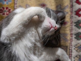 a cute cat sleeping