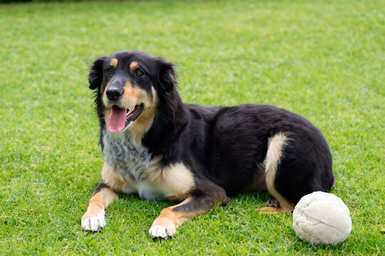 dog on the grass. big fluffy tricolor dog sitting on green grass with a white ball nearby, animal concept