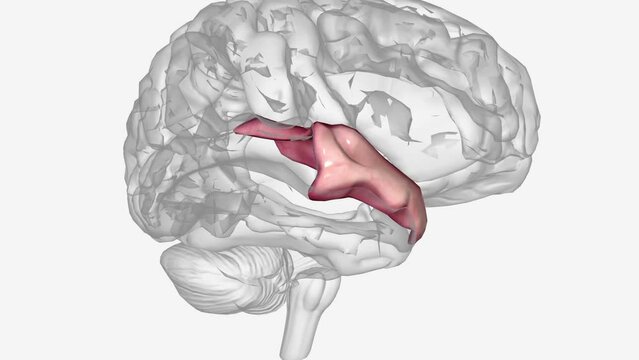 Anterior part of right superior temporal gyrus .
