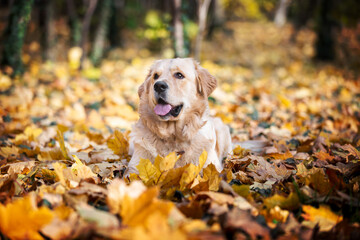 Autumn Portrait  Of An Adorable Golden Retriever Dog In A Bed Of Leaves. Selective focus
