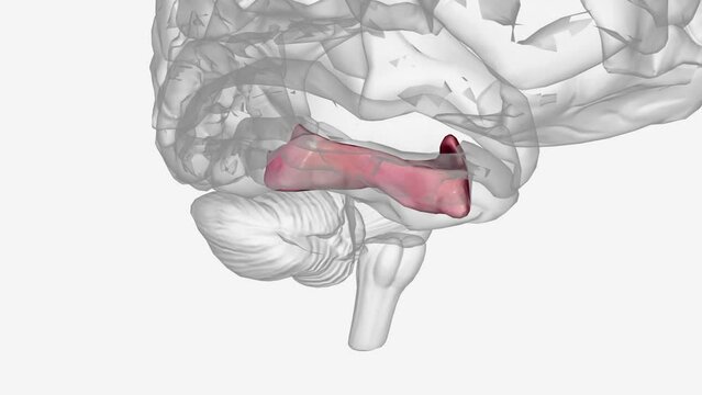 The fusiform gyrus is a large gyrus that spans across the basal surface of the temporal and occipital lobes of the cerebral hemispheres .
