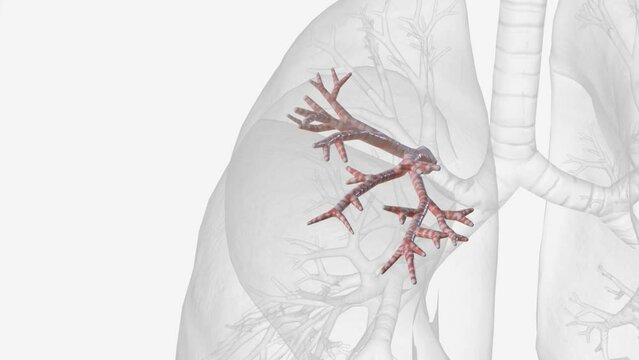 The anterior segmental bronchus of the right superior lobe bronchus ramifies to form the bronchial tree of the anterior bronchopulmonary segment of the superior .