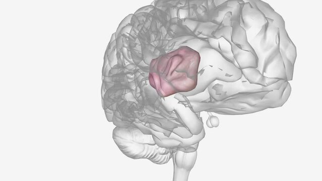 The right anterior insula is engaged in interoceptive awareness of homeostatic emotions such as thirst, pain and fatigue, and the ability to time one's own .
