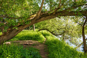 Trees bending over a path running along the river bank, a picturesque summer landscape