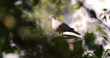 Eurasian Collared Dove (Streptopelia decaocto) in sunny home garden. Selective focus used.