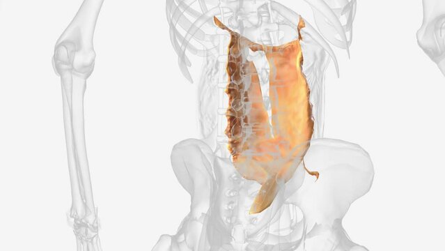 The transverse mesocolon is a broad, meso-fold of peritoneum .