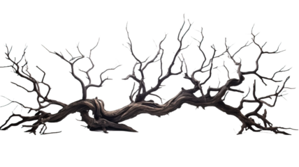 Branch of dead tree with clipping path isolated on white background.