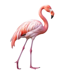 Fotobehang Flamingo clip art © Alexander