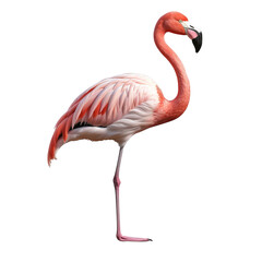 Flamingo clip art