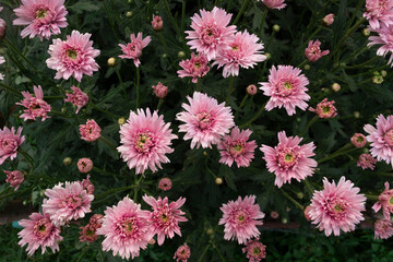 On top,Pink hrysanthemums in the garden with green leaves fill the flower garden.