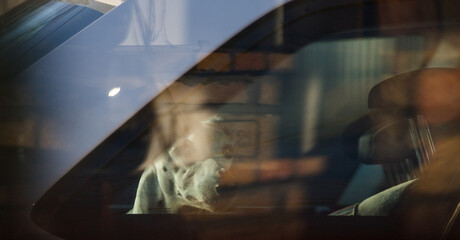 whippet dog portrait, car reflection