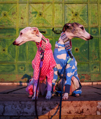 whippet dogs in front of a green gate