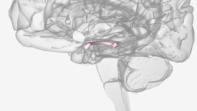 The optic tracts are the posterior continuation of the optic nerves after the medial (temporal field) fibers decussate at the optic chiasma.