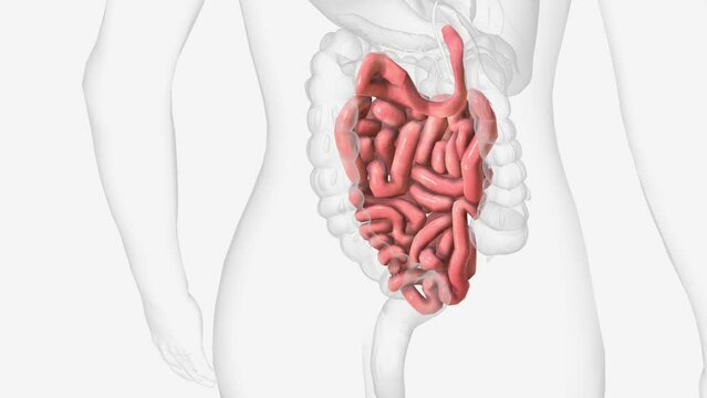 The small intestine or small bowel is an organ in the gastrointestinal tract where most of the absorption of nutrients from food takes place