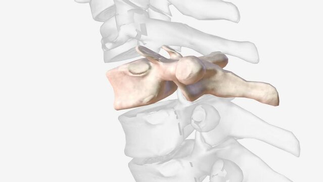 The first thoracic vertebra (T-1) has a whole costal facet superiorly and a half costal facet inferiorly .