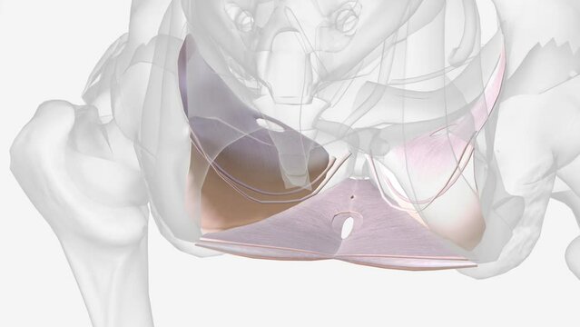 The visceral pelvic fascia is a condensation of connective tissue that arises from the parietal fascia laterally .