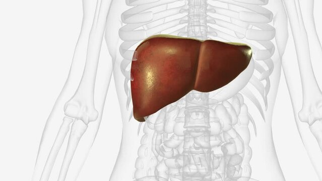 The liver is a large organ in the abdomen that performs many important bodily functions, including blood filtering.