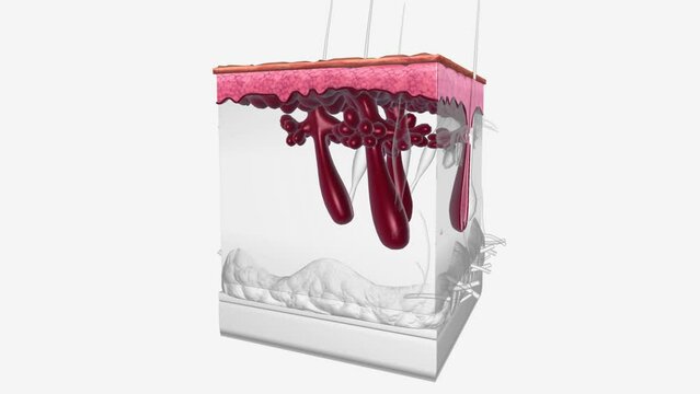 The epidermis is the outermost of the three layers that comprise the skin, the inner layers being the dermis and hypodermis .