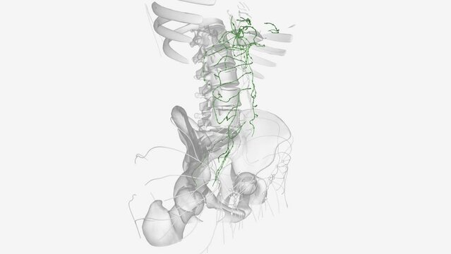 The lymphatic system of the pancreas is a complex, intricate network of lymphatic vessels and nodes responsible for the drainage of the head, neck, body, and tail of the pancreas