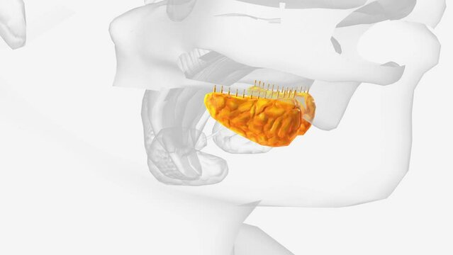 Sublingual glands and ducts 3d medical