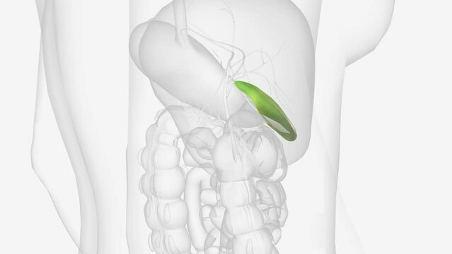 Your gallbladder is a small, pear-shaped organ in your upper right abdomen .