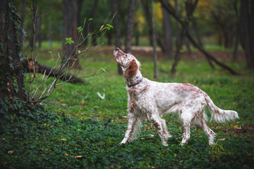 Young female Orange Belton English Setter  hunting. Beautiful hunting dog is standing in a point in the woods . Selective focus