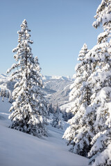 Snow covered mountain peaks  through a forest of fir and pine trees in the Austrian Alps