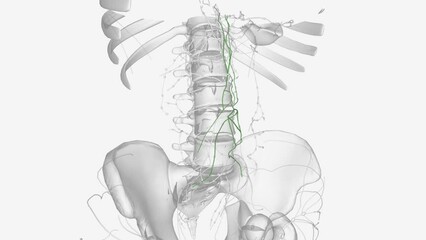 Lymph nodes and lymphatic vessels in the region of the stomach and aorta, structures of the abdomen .