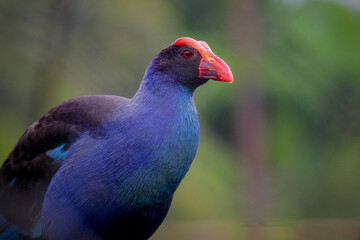 close up of a blue bird