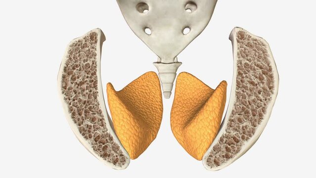 Anal Canal Anatomy of Skeletal system .