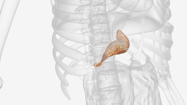 The lesser omentum is the double layer of peritoneum that extends from the liver to the lesser curvature of the stomach .