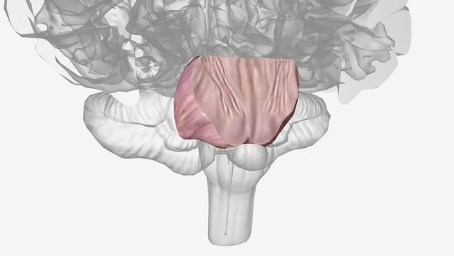 The pons is the portion of the brainstem between the midbrain above and the medulla oblongata below .
