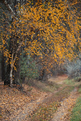 Autumn landscape of rural nature. Dirt road through forest with birch tree, pine trees, picturesque area