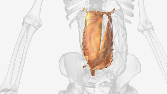 The transverse mesocolon is a broad, meso-fold of peritoneum .