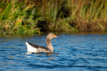One lonely goose on the river. Beautiful goose swimming on the clean river in the evening