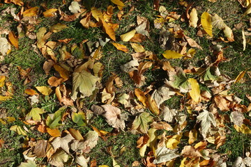 Background - dry fallen leaves in the grass in October