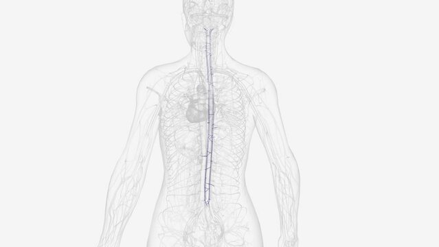 The internal vertebral venous plexus is located beneath the bony elements of the vertebral foramina .