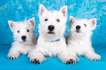 West Highland White Terrier dogs puppies family on blue background
