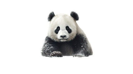 giant panda on white background
