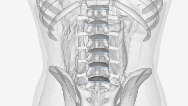 The intervertebral disc (IVD) is important in the normal functioning of the spine .