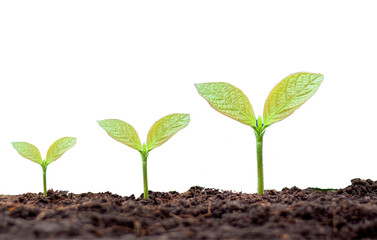 young plant in soil isolated