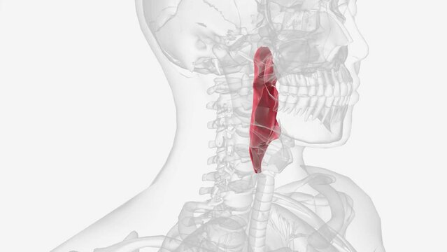 The pharynx, commonly called the throat, is a passageway that extends from the base of the skull to the level of the sixth cervical vertebra .