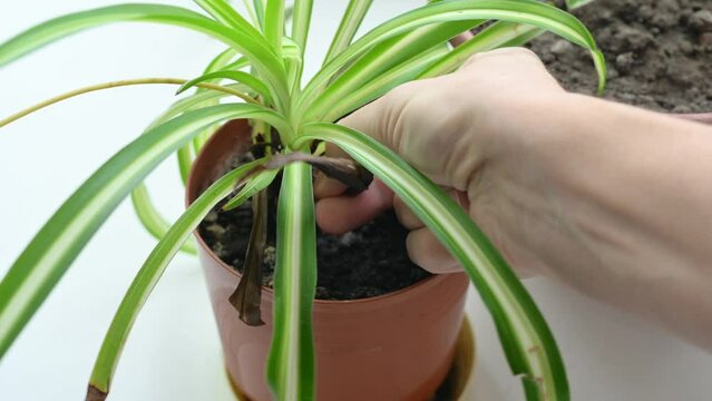Caring for a house plant. Removing dry leaves from a green house plant. Selective focus