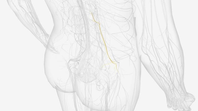 The genitofemoral nerve is a branch of the lumbar plexus that carries fibers from the anterior rami of spinal nerves L1 and L2.
